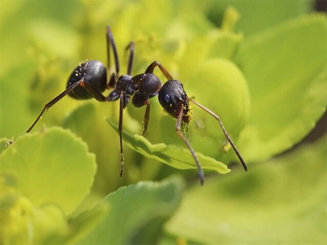 mrówki przeciwko zapaleniu prostaty
