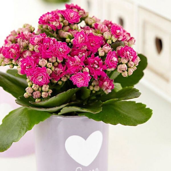 Kalanchoe w leczeniu zapalenia gruczołu krokowego