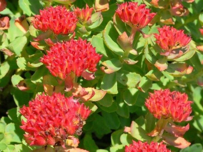 Rhodiola Rosea w leczeniu zapalenia gruczołu krokowego